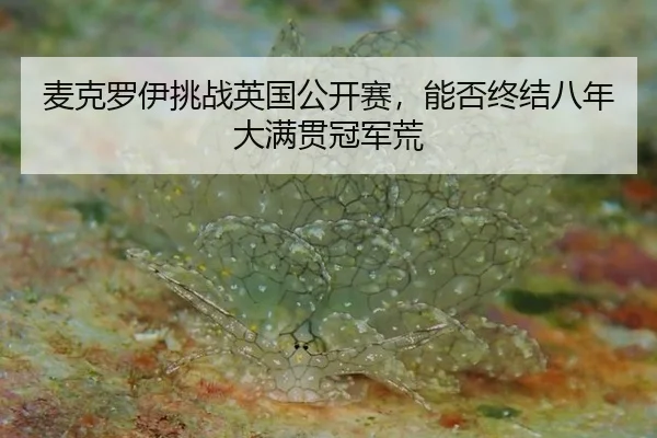 麦克罗伊挑战英国公开赛，能否终结八年大满贯冠军荒